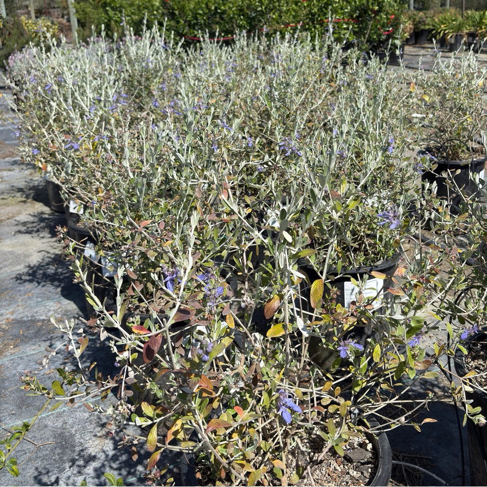 Azureum Bush Germander