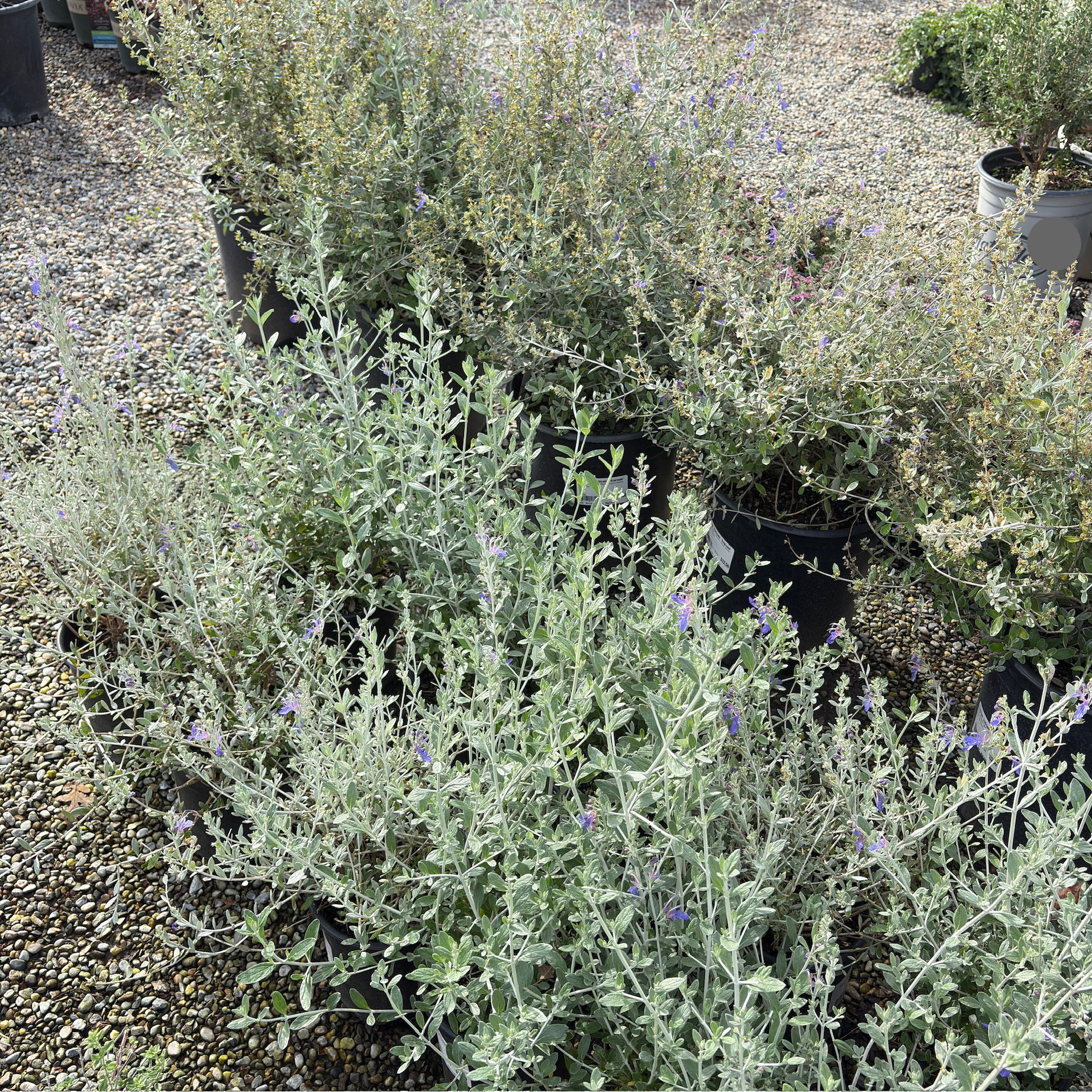 Azureum Bush Germander