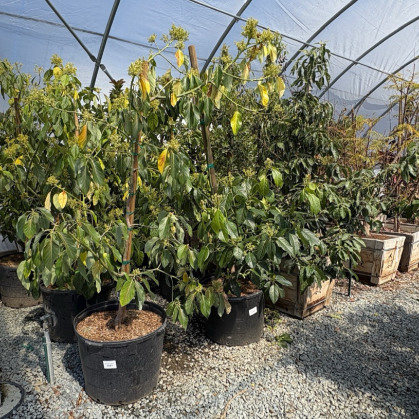 祖塔诺牛油果-B Zutano Avocado