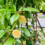 Babcock Peach
