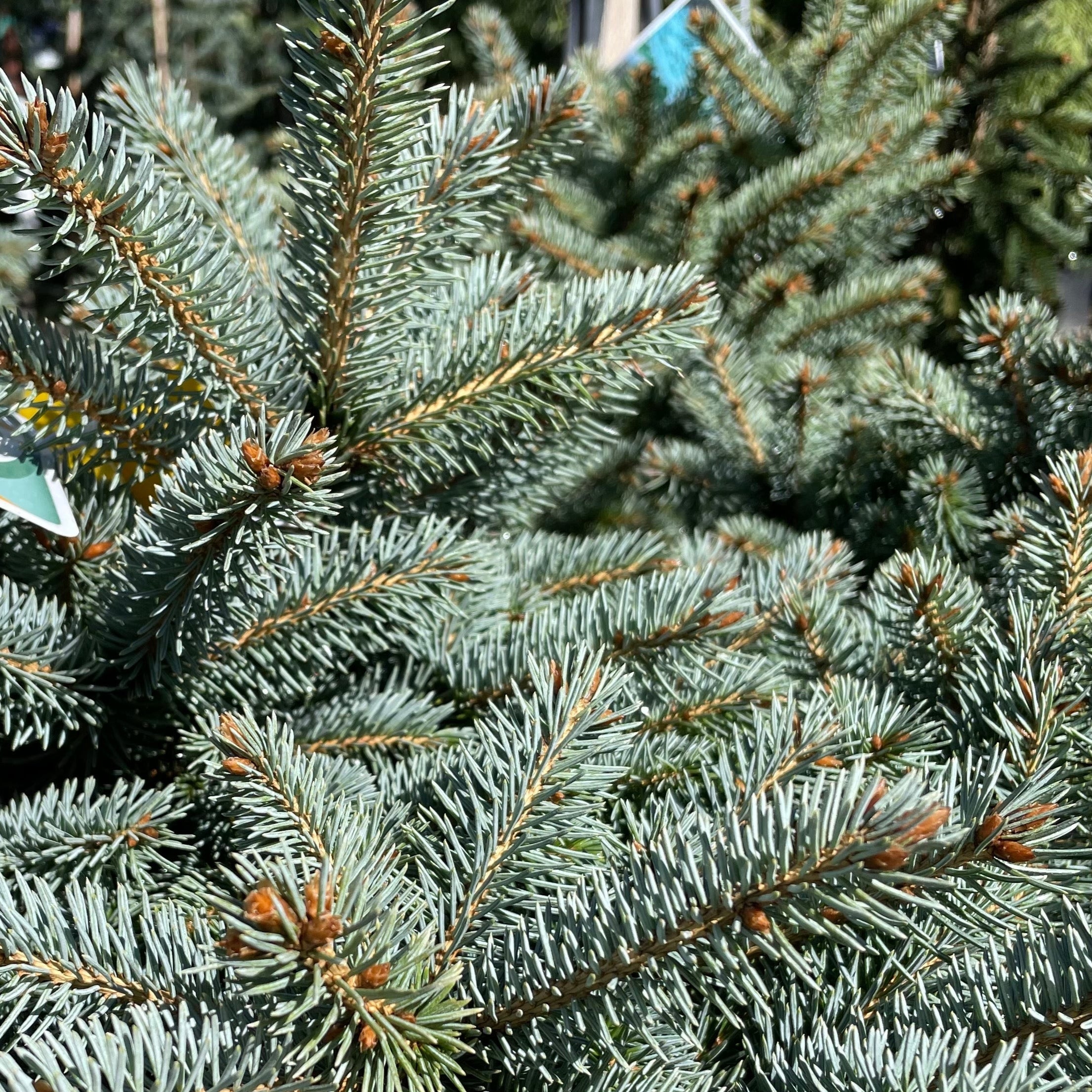 Baby Blue Colorado Spruce