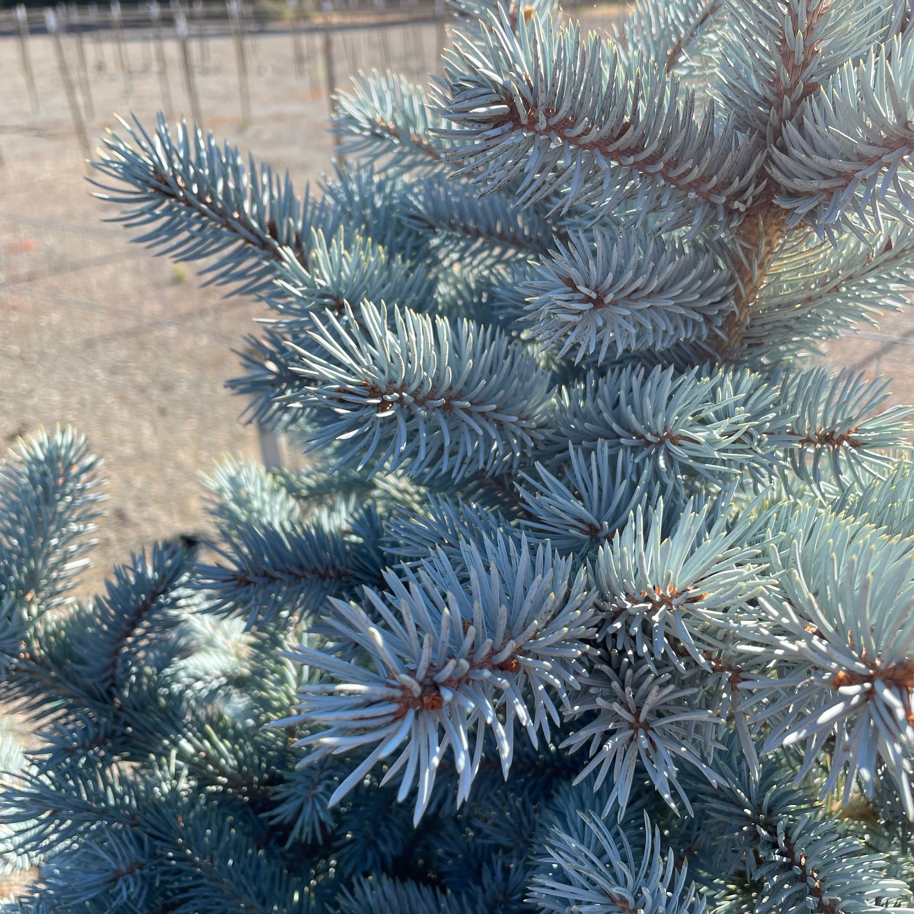 Baby Blue Colorado Spruce