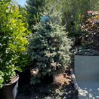 Baby Blue Colorado Spruce