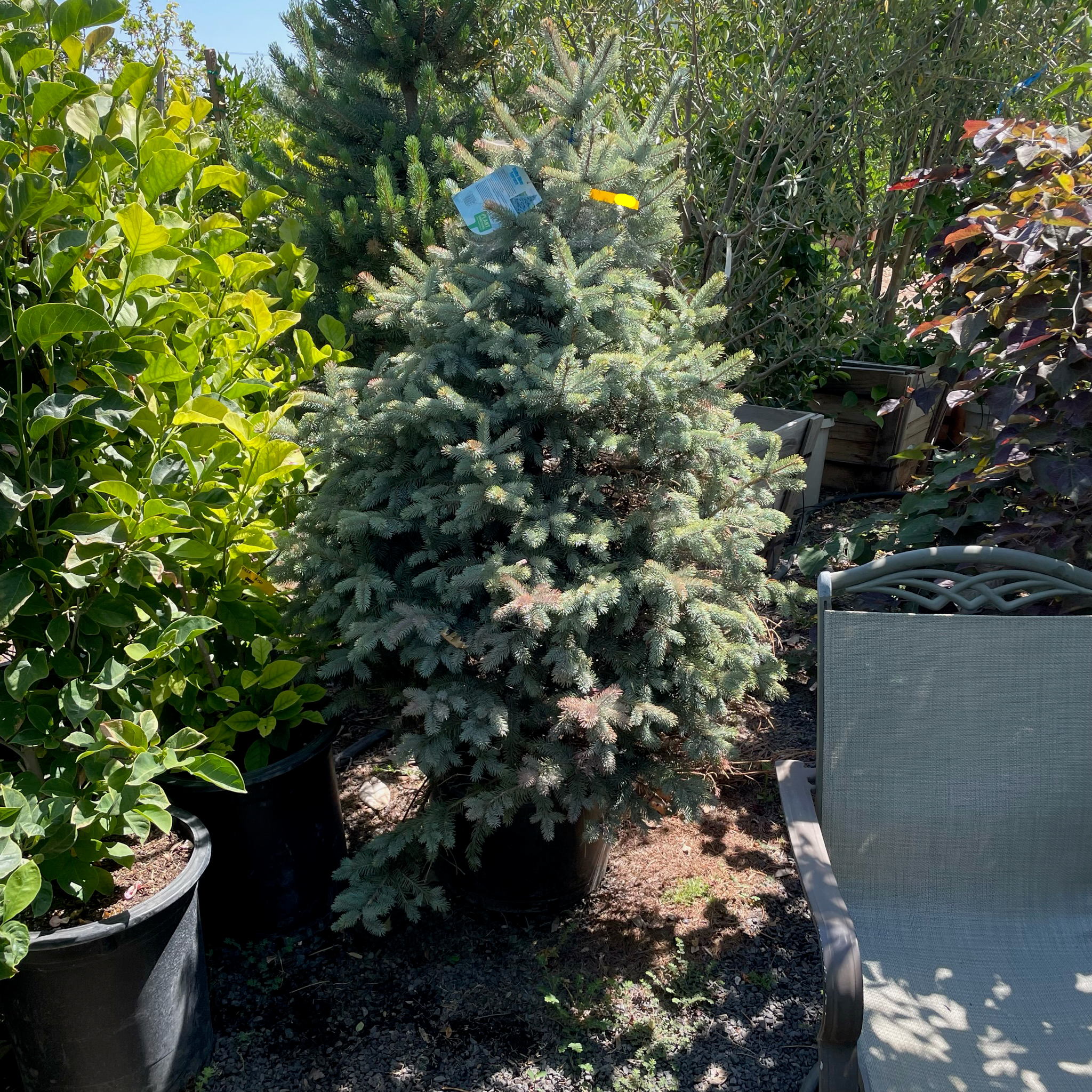 Baby Blue Colorado Spruce
