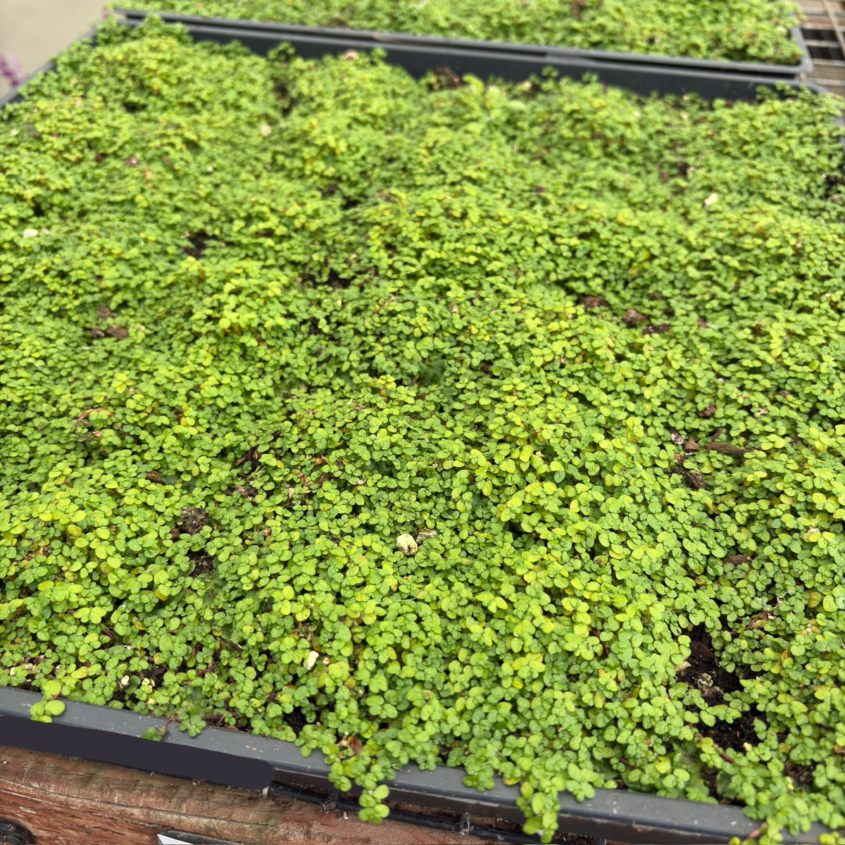 baby tears succulent Baby's Tears (Soleirolia soleirolii)