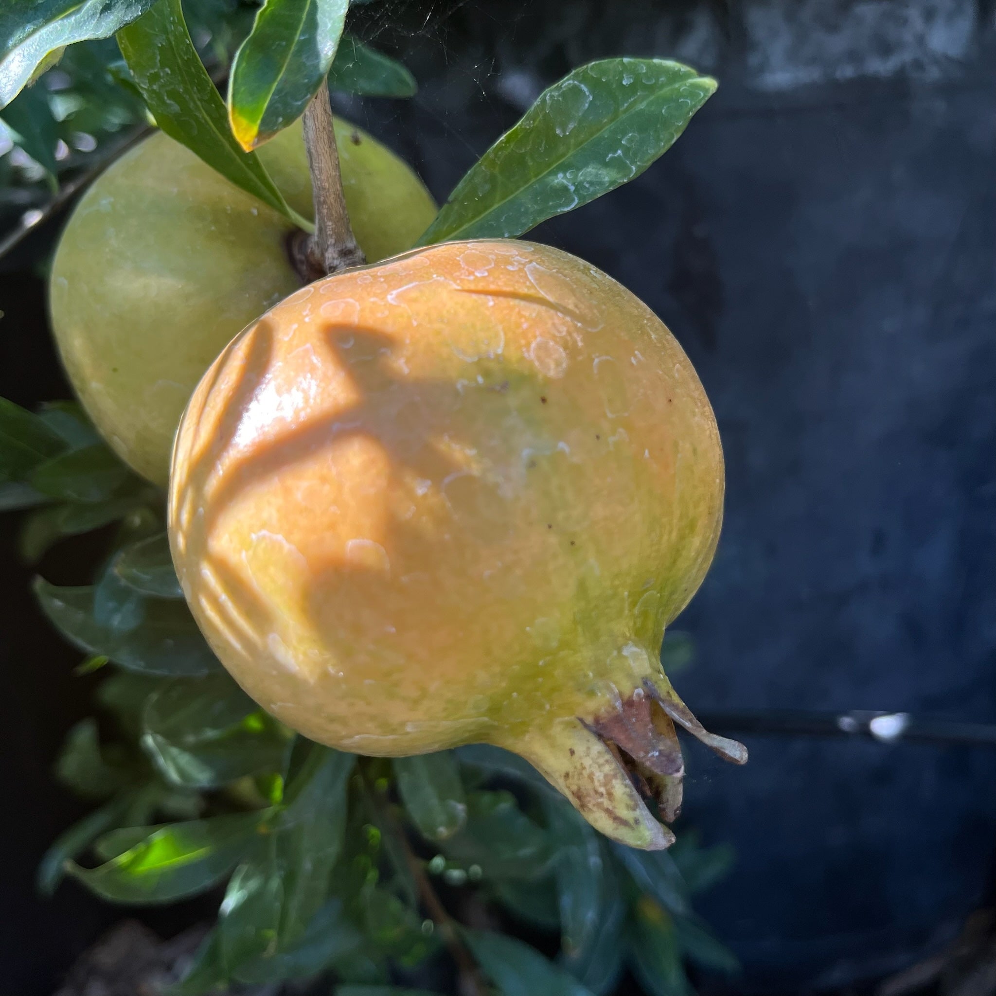 Babylonian White Pomegranate