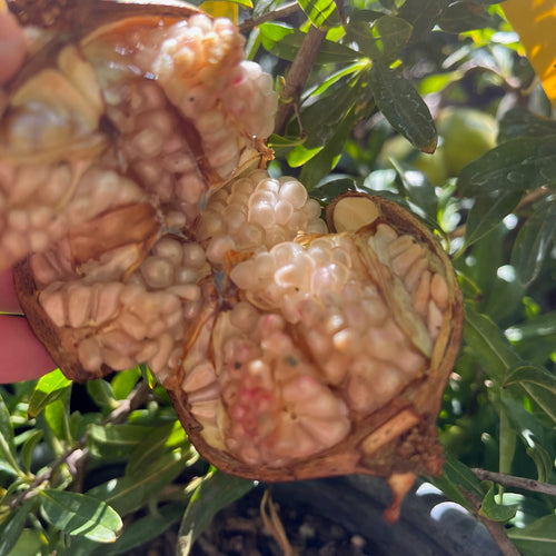Babylonian White Pomegranate