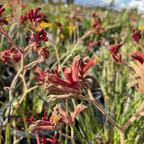 Backdraft Kangaroo Paw