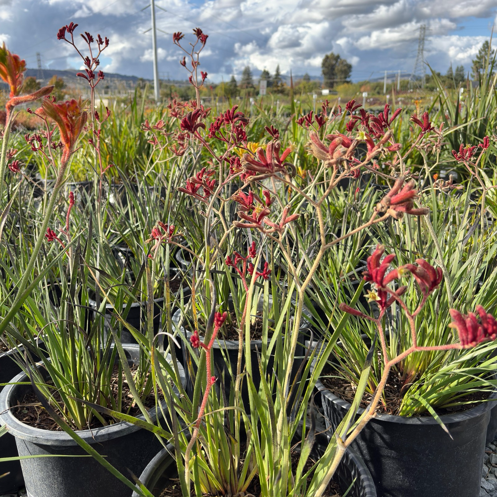 Backdraft Kangaroo Paw