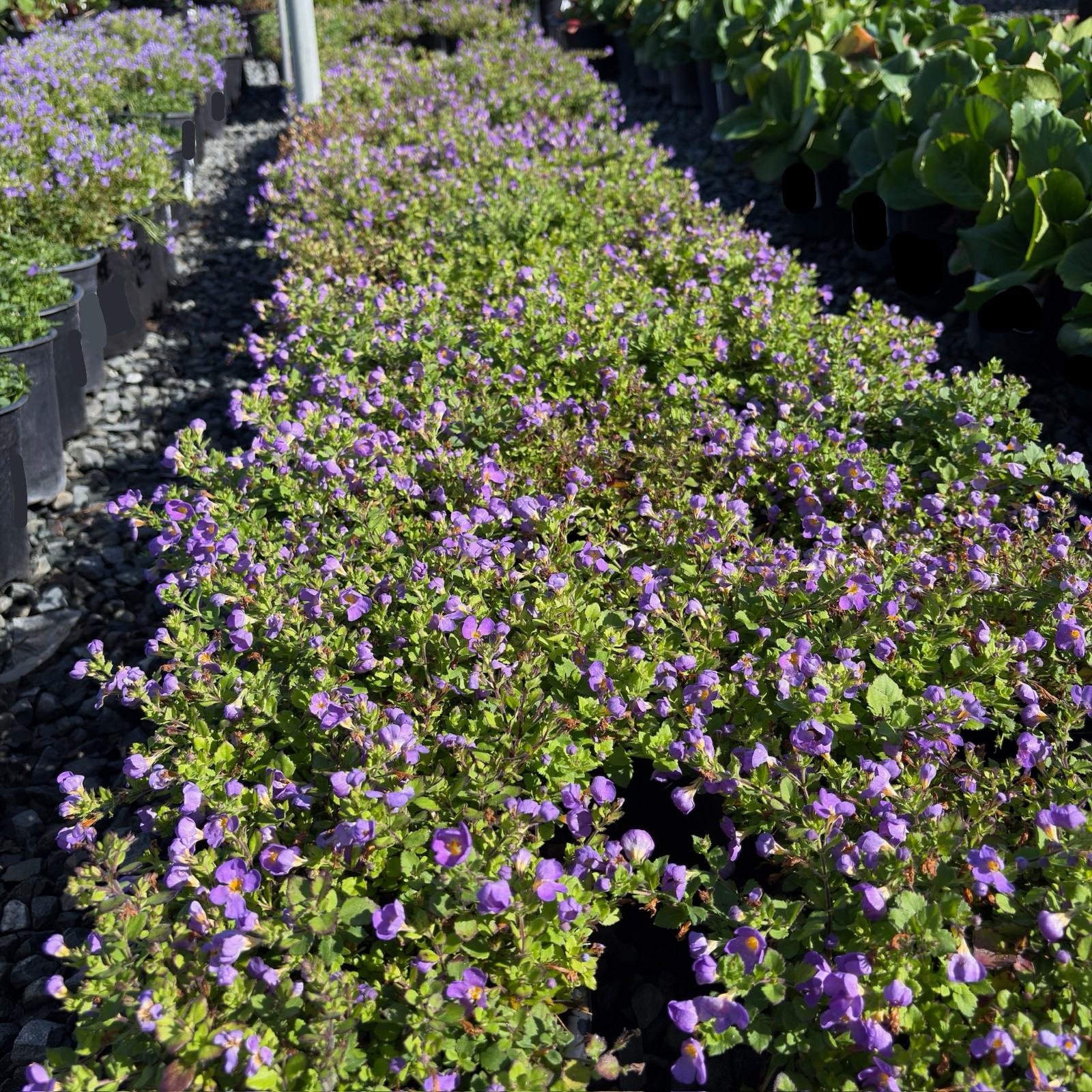 Bacopa