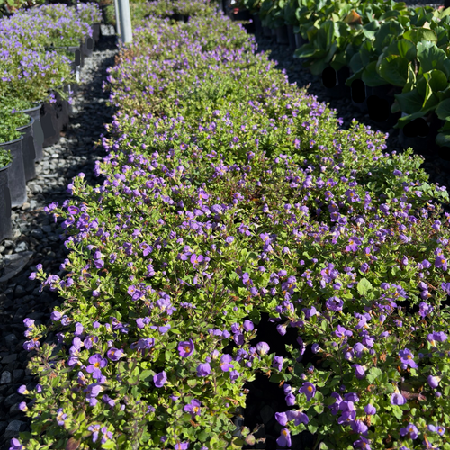 Bacopa