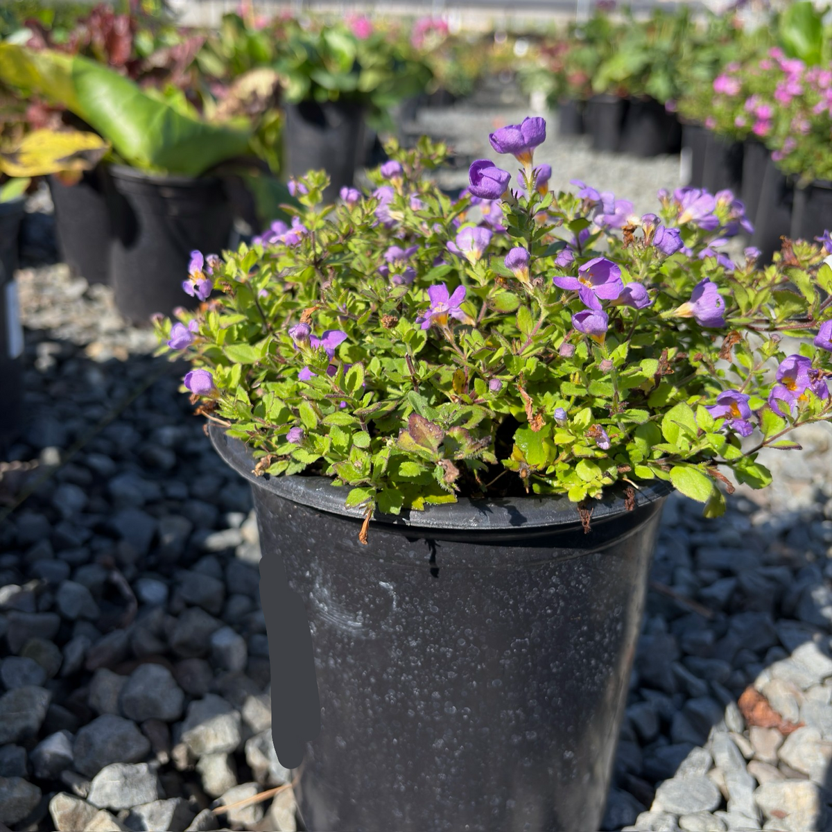 Bacopa | Trailing White, Pink & Blue Annual for Hanging Baskets