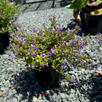 Bacopa