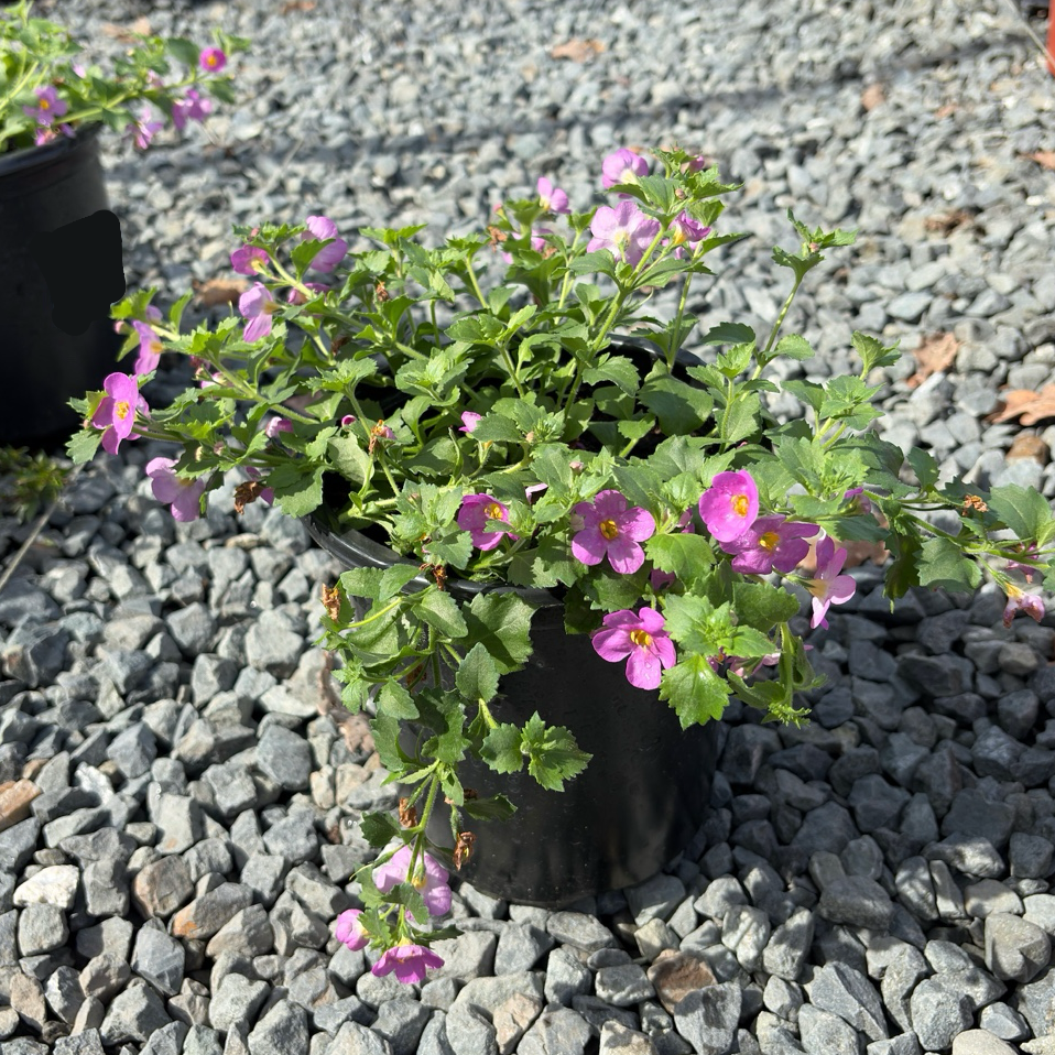 Bacopa | Trailing White, Pink & Blue Annual for Hanging Baskets