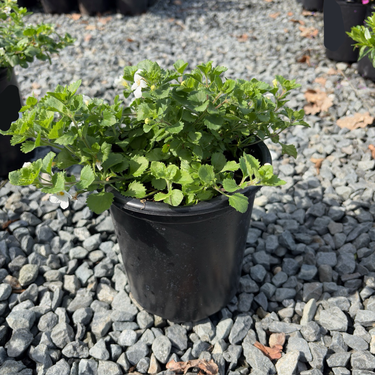 Bacopa