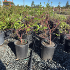 Bailey's Redtwig Dogwood
