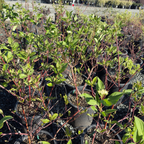 Bailey's Redtwig Dogwood