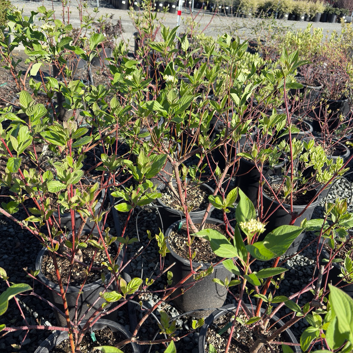 Bailey's Redtwig Dogwood