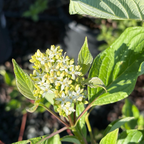 Bailey's Redtwig Dogwood