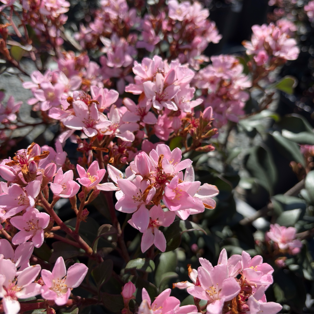 Ballerina Indian Hawthorn