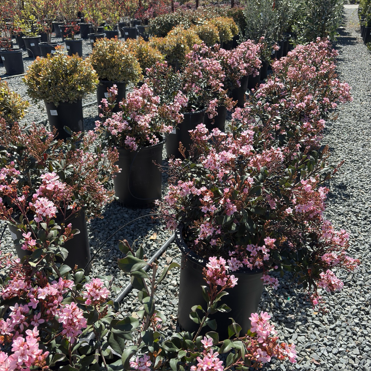 Ballerina Indian Hawthorn