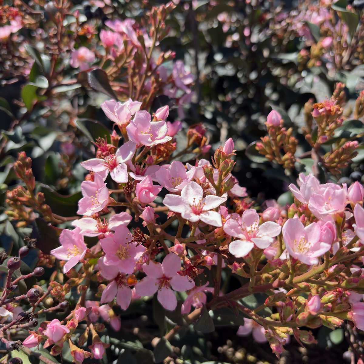 Ballerina Indian Hawthorn