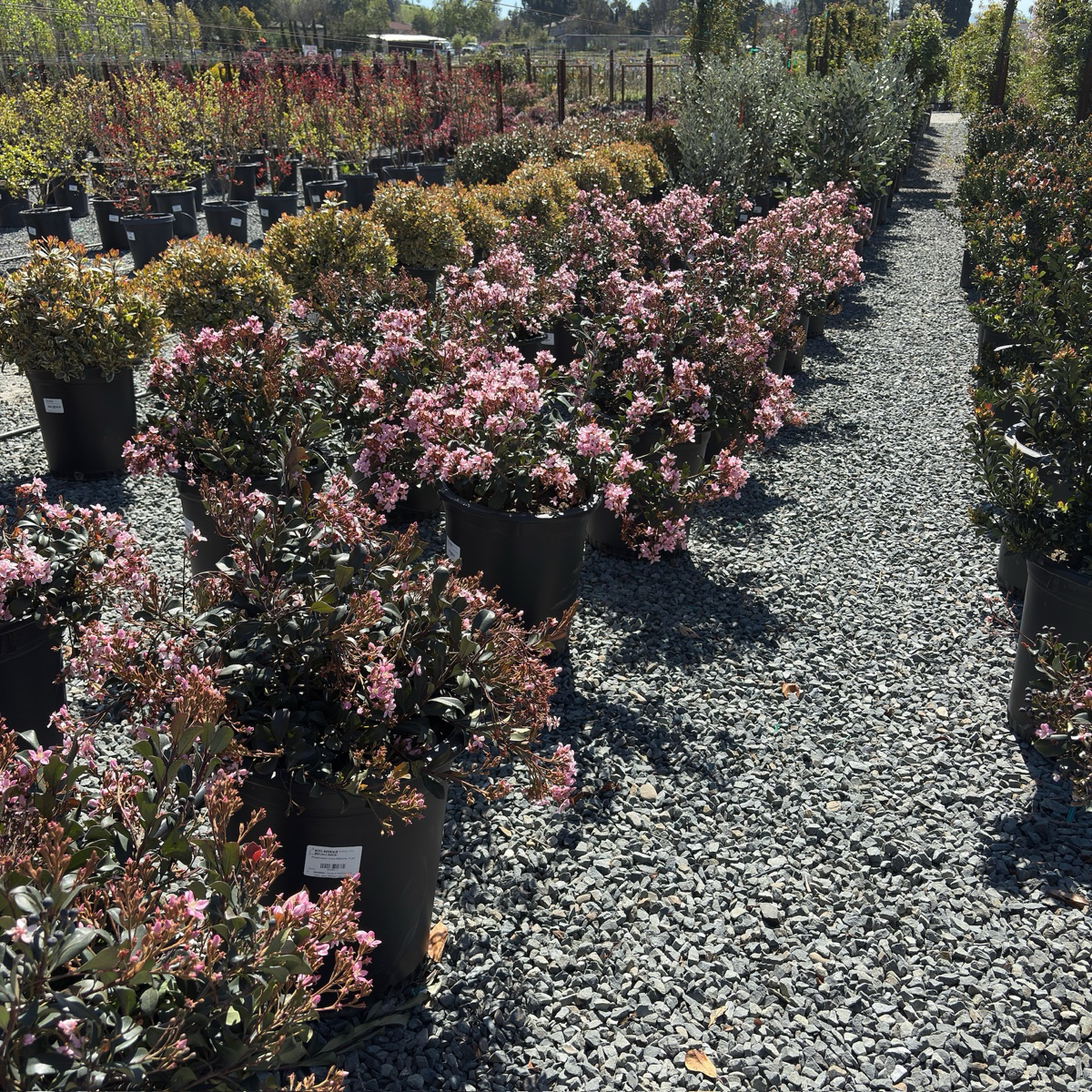 Ballerina Indian Hawthorn