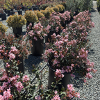 Ballerina Indian Hawthorn