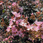 Ballerina Indian Hawthorn