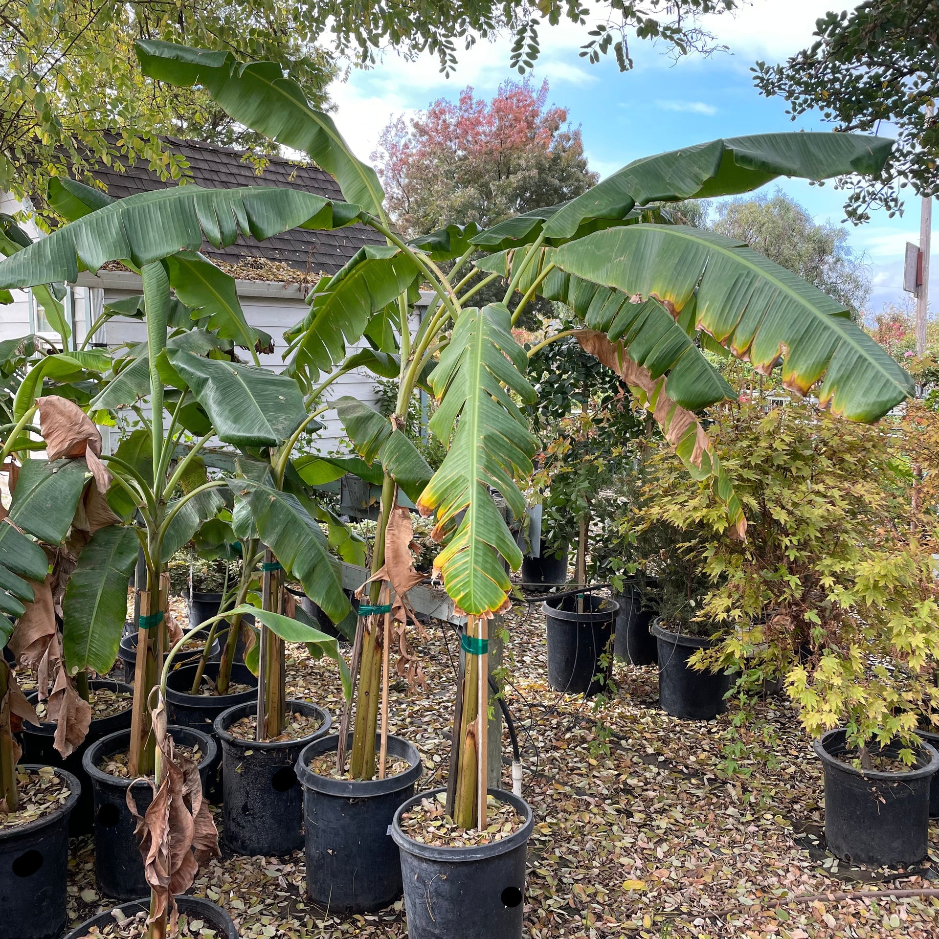 Banana Plant