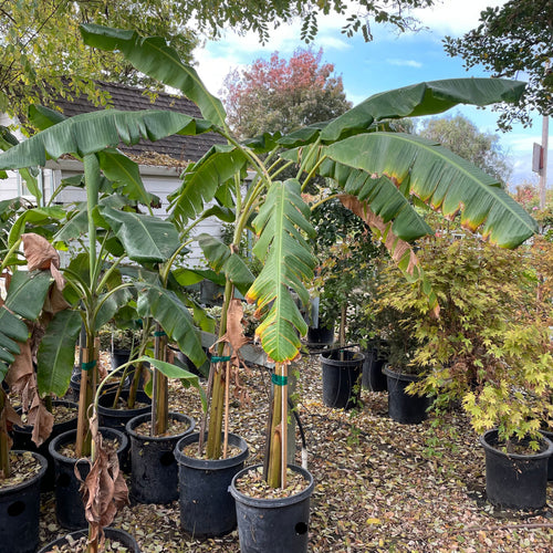 Banana Plant