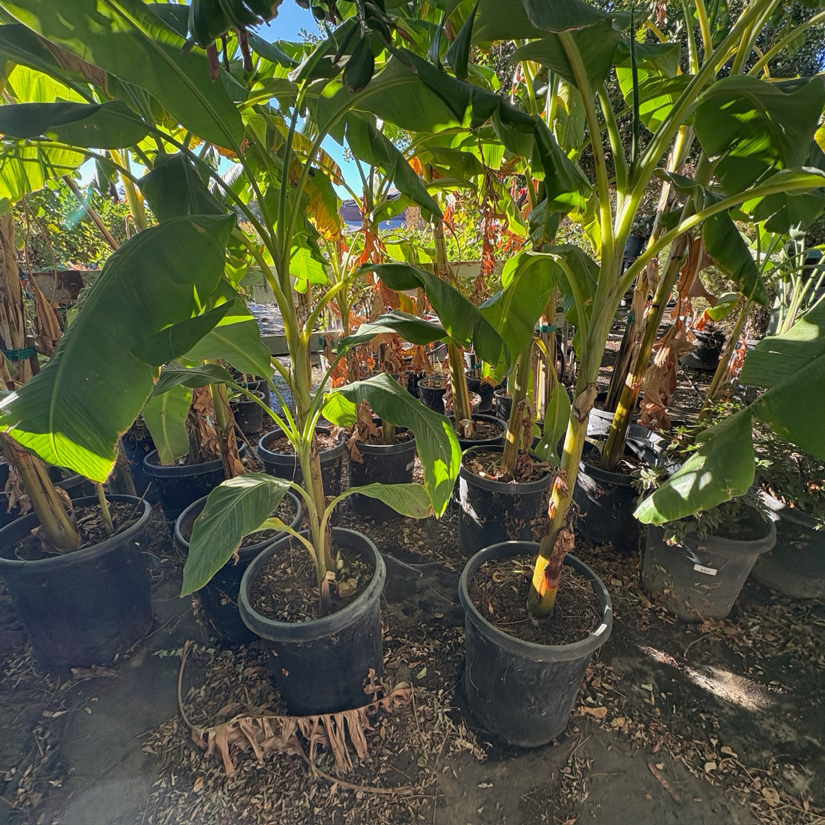 banana plants in pots Banana Plant