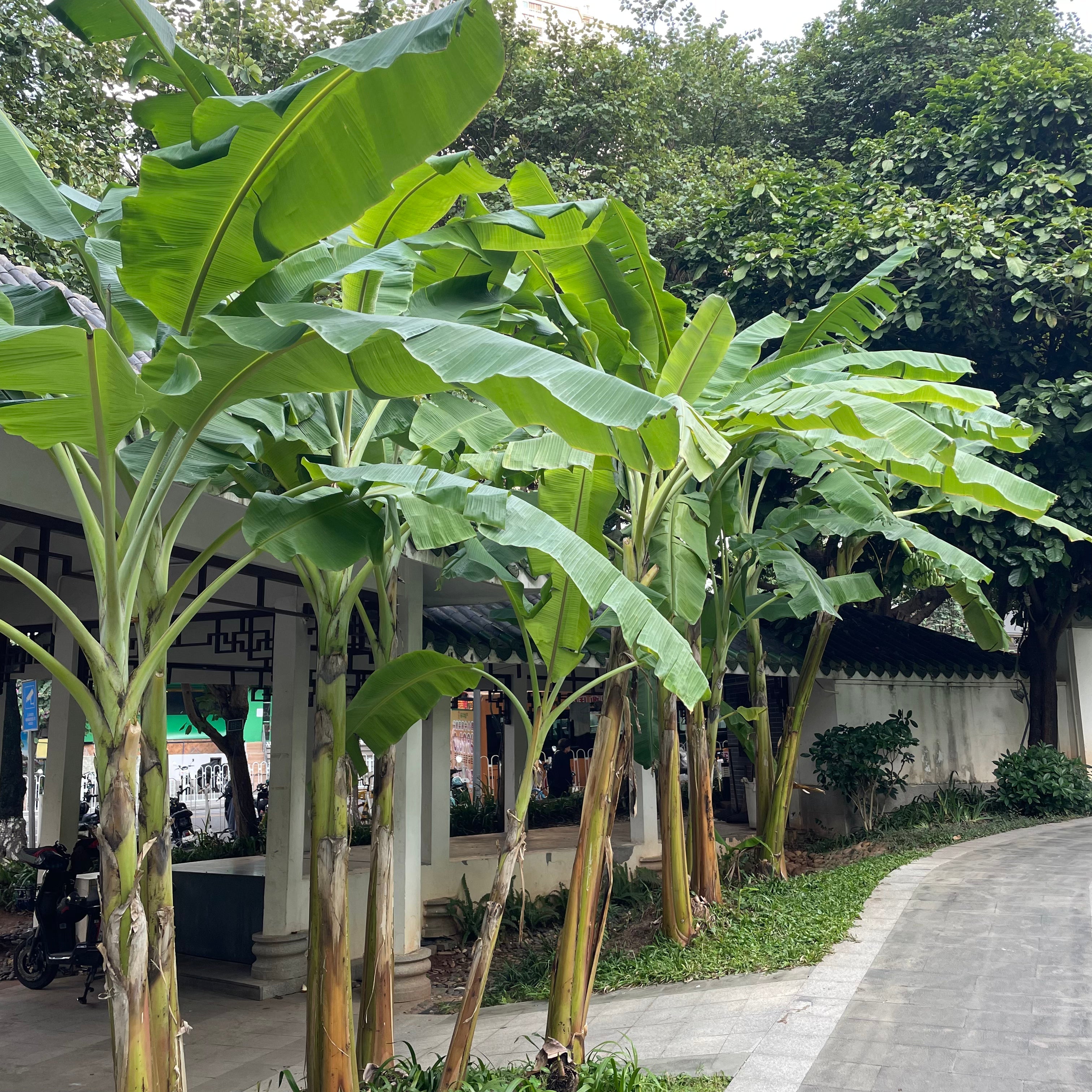 Banana Plant