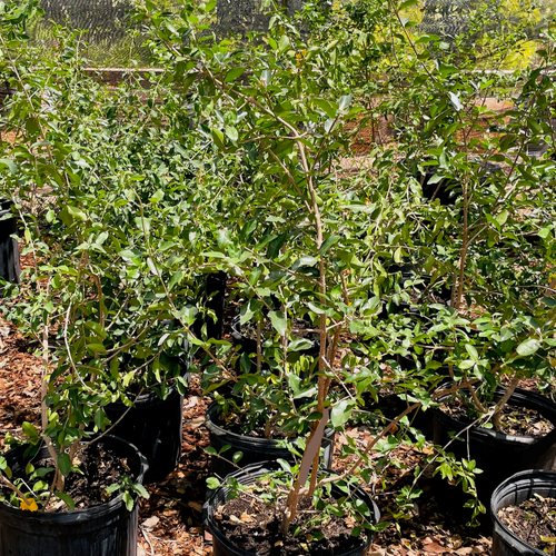 Barbados Cherry