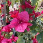 Barbara Karst Bougainvillea