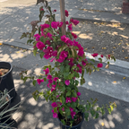 Barbara Karst Bougainvillea