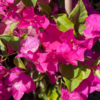 Barbara Karst Bougainvillea