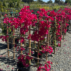 Barbara Karst Bougainvillea