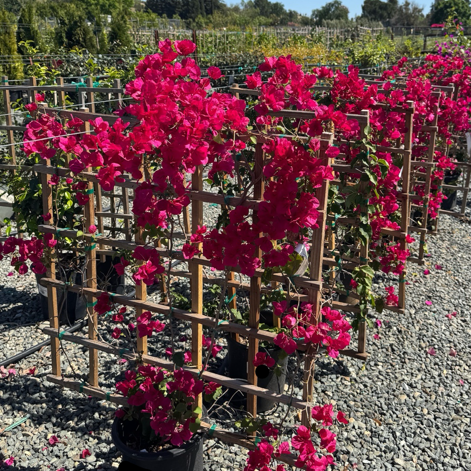 Barbara Karst Bougainvillea