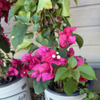 Barbara Karst Bougainvillea