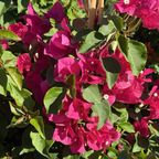 Barbara Karst Bougainvillea
