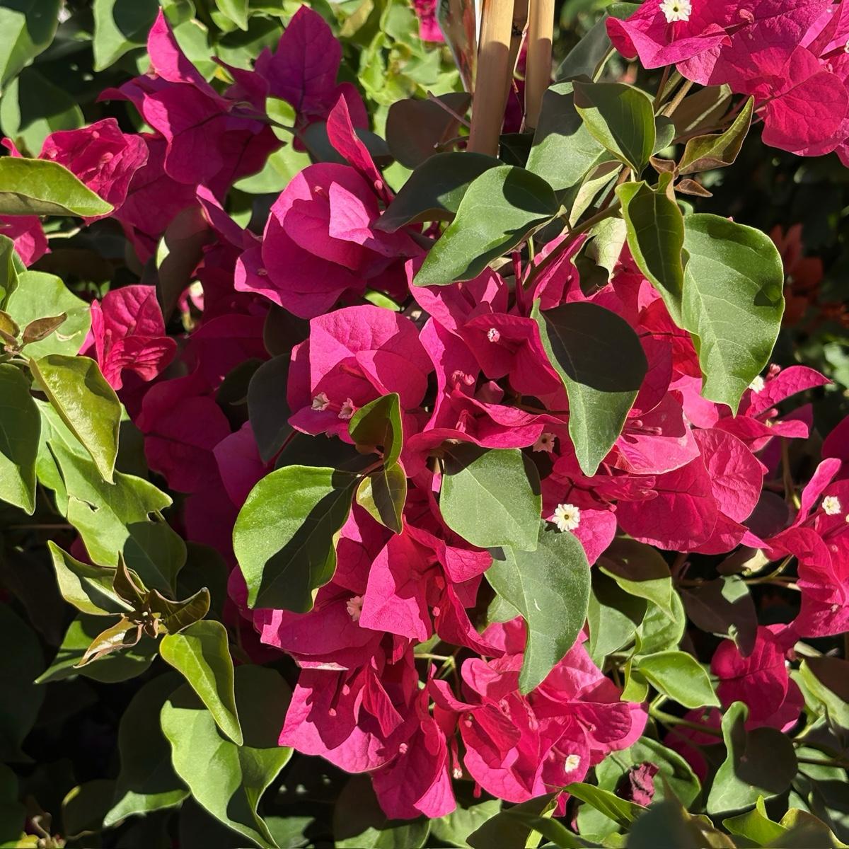 Barbara Karst Bougainvillea