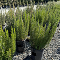 Barbeque Rosemary