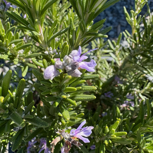 Barbeque Rosemary