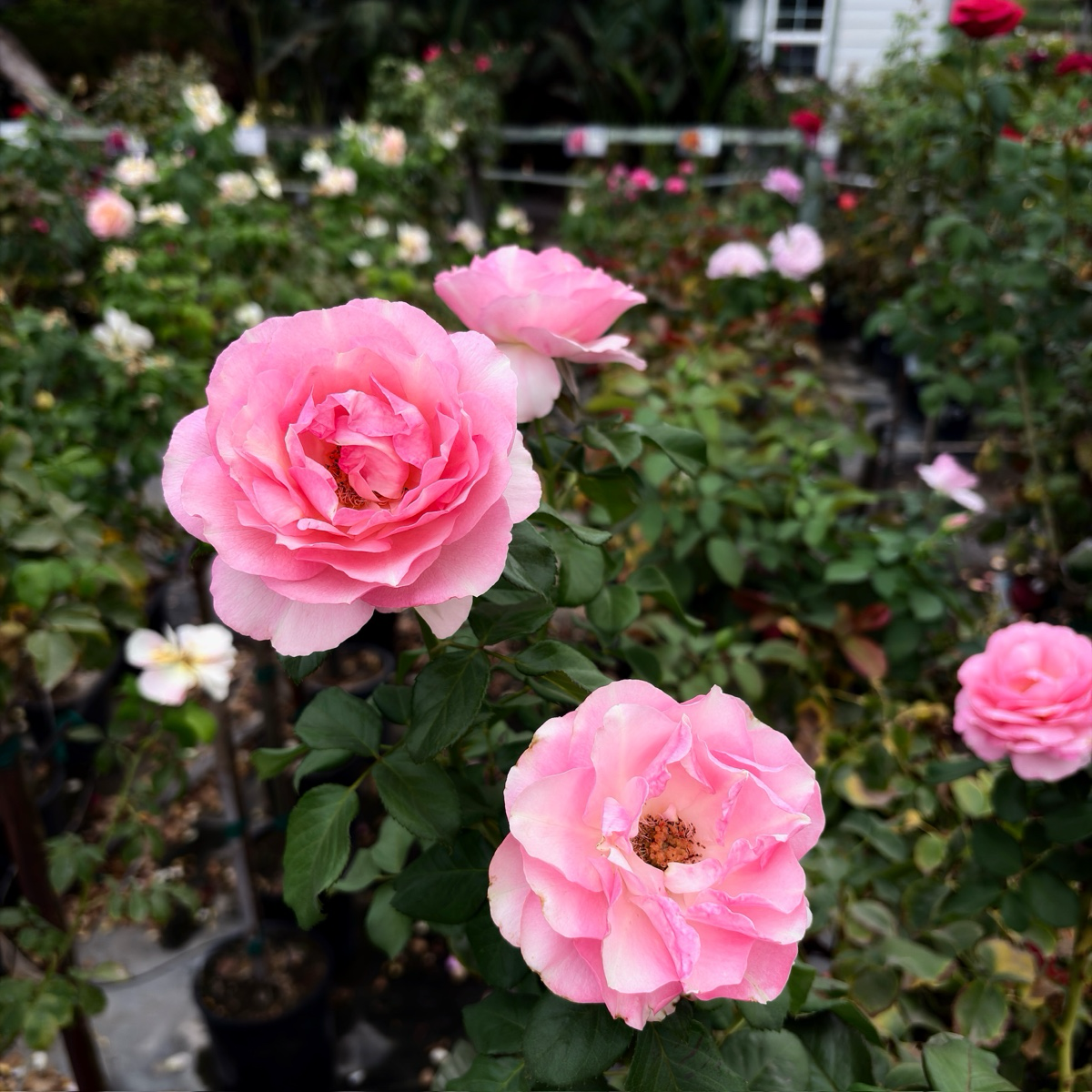 Barbra Streisand Hybrid Tea Rose