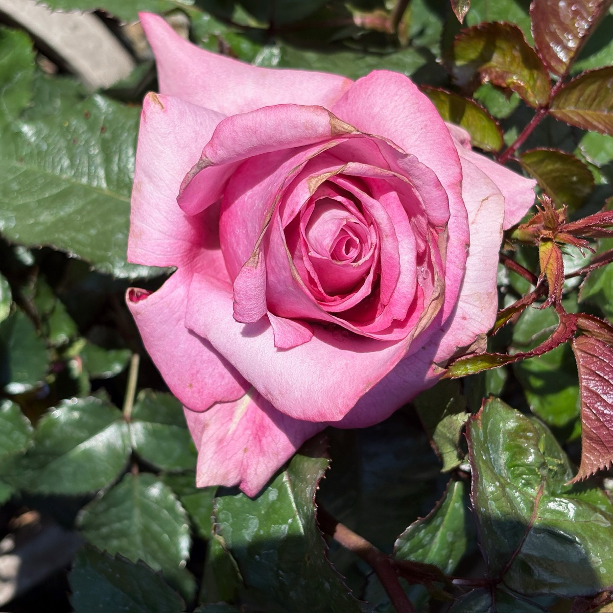 Barbra Streisand Hybrid Tea Rose