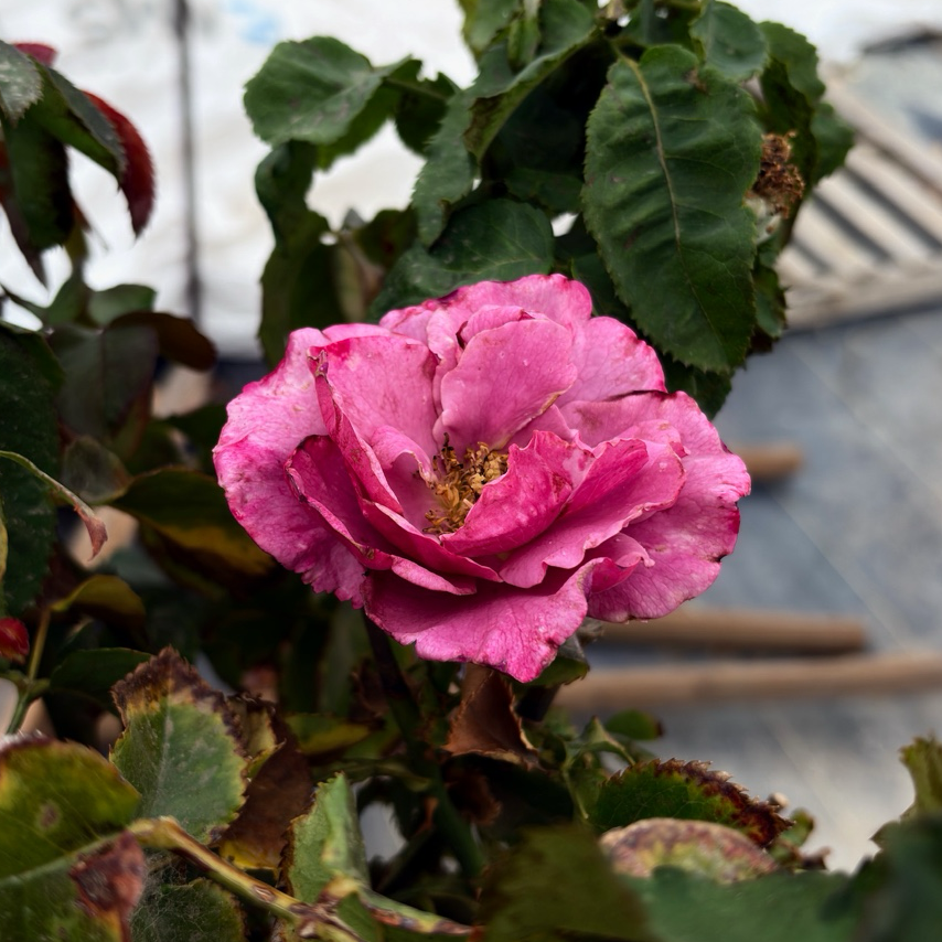 Barbra Streisand Hybrid Tea Rose