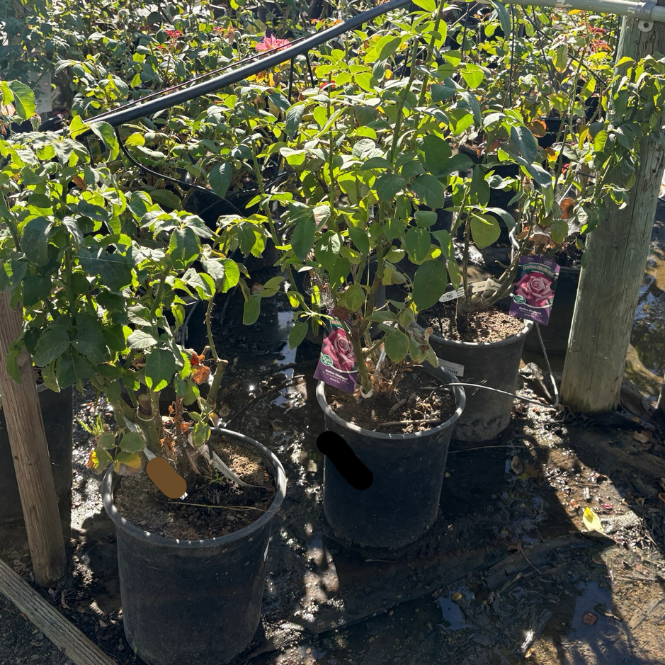 Barbra Streisand Hybrid Tea Rose