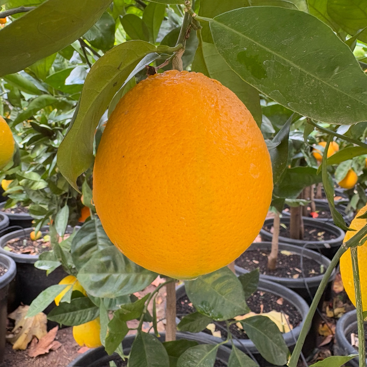 Barnfield Summer Navel Orange