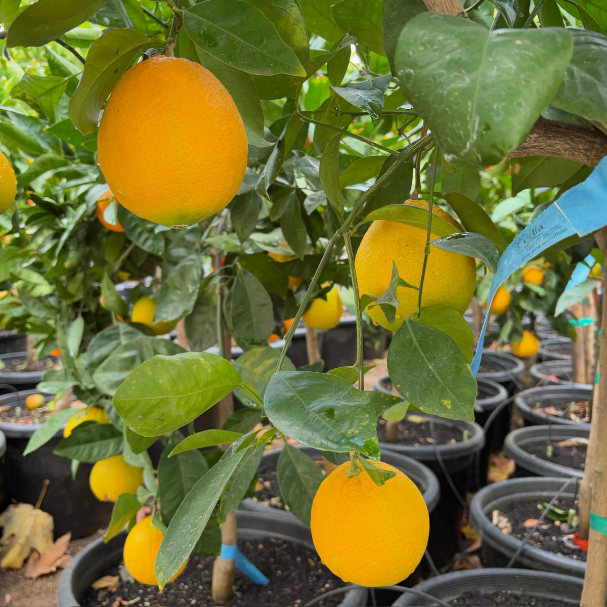 Barnfield Summer Navel Orange